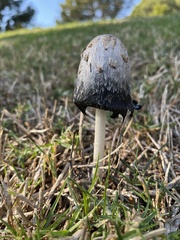 Coprinus comatus
