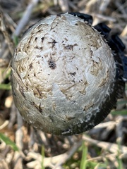 Coprinus comatus