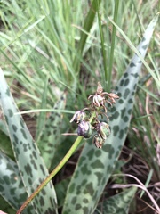 Ledebouria luteola
