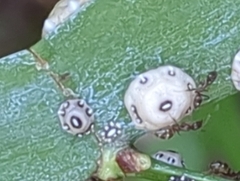 Ceroplastes cirripediformis
