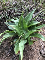Ledebouria luteola