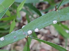 Ceroplastes cirripediformis