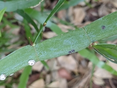 Ceroplastes cirripediformis