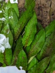 Cryptocoryne