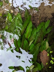 Cryptocoryne