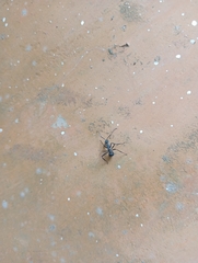 Myrmhopla
