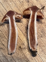 Cortinarius obtusus