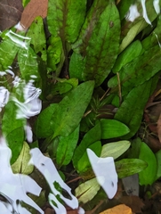Cryptocoryne