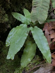 Asplenium scolopendrium americanum