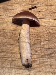 Cortinarius obtusus