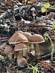 Cortinarius obtusus