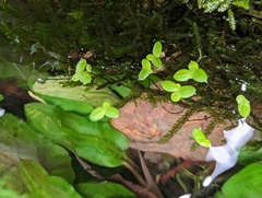 Lemna aequinoctialis