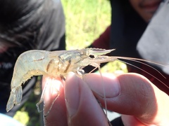 Macrobrachium australe