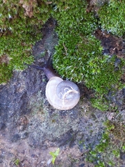 Sonorella allynsmithi