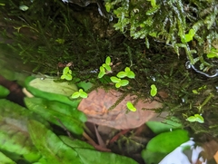 Lemna aequinoctialis