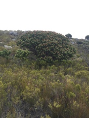 Mimetes fimbriifolius