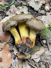 Cyanoboletus mediterraneensis