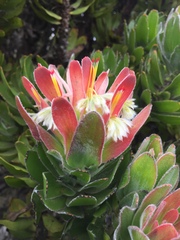 Mimetes fimbriifolius