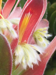 Mimetes fimbriifolius