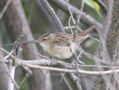Helopsaltes certhiola