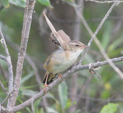 Helopsaltes certhiola