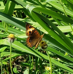 Junonia neildi