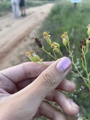 Spilostethus rivularis
