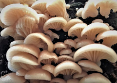 Scytinotus longinquus