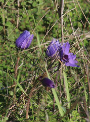 Anemone coronaria