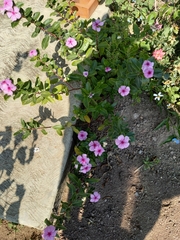 Catharanthus roseus