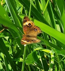 Junonia neildi
