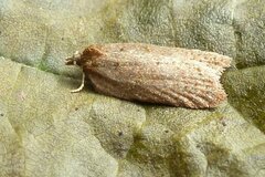 Acleris