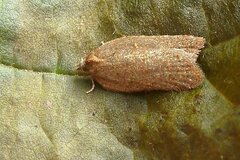 Acleris