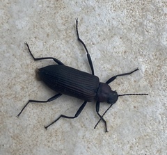 Stenochiini