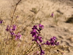 Penstemon thurberi