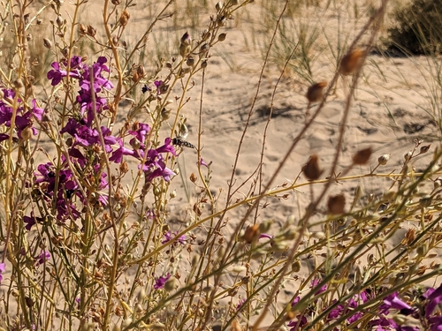 Image of Penstemon thurberi by no rights reserved