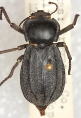 Stenomorpha furcata