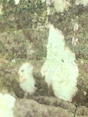 Lecanora strobilina