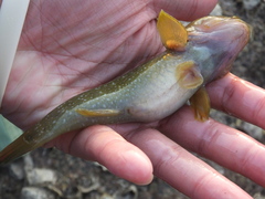 Gobiiformes