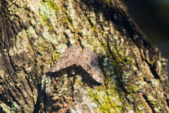 Hamadryas feronia farinulenta