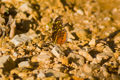 Tithorea harmonia hippothous