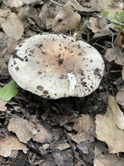 Russula