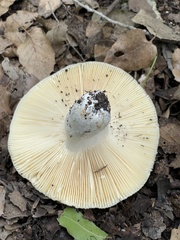 Russula