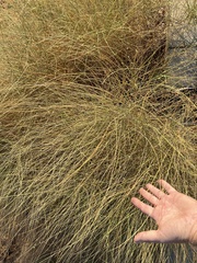 Leptadenia pyrotechnica
