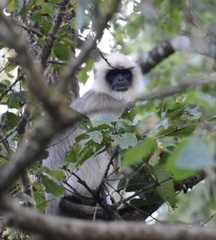Semnopithecus hypoleucos
