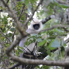 Semnopithecus hypoleucos