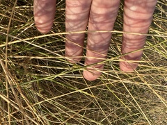Leptadenia pyrotechnica