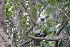 Semnopithecus hypoleucos