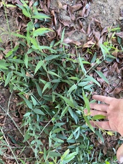 Angiospermae