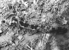 Chamaeleo calyptratus